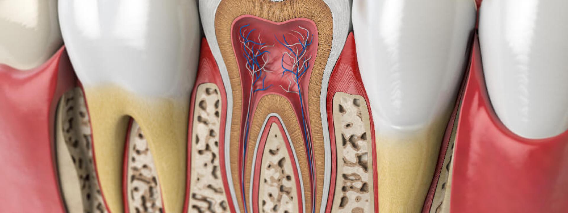 Teeth